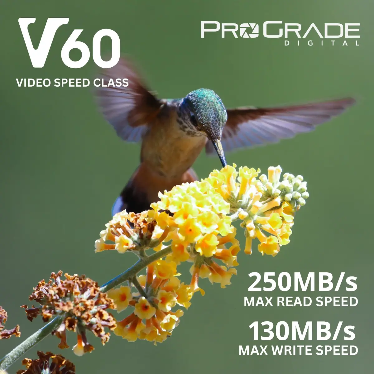 ProGrade Digital Gold SDXC UHS-II V60 Memory Card 1TB (1000 GB) | Professional Speed for 4K Video & High-Res Photos - view 6