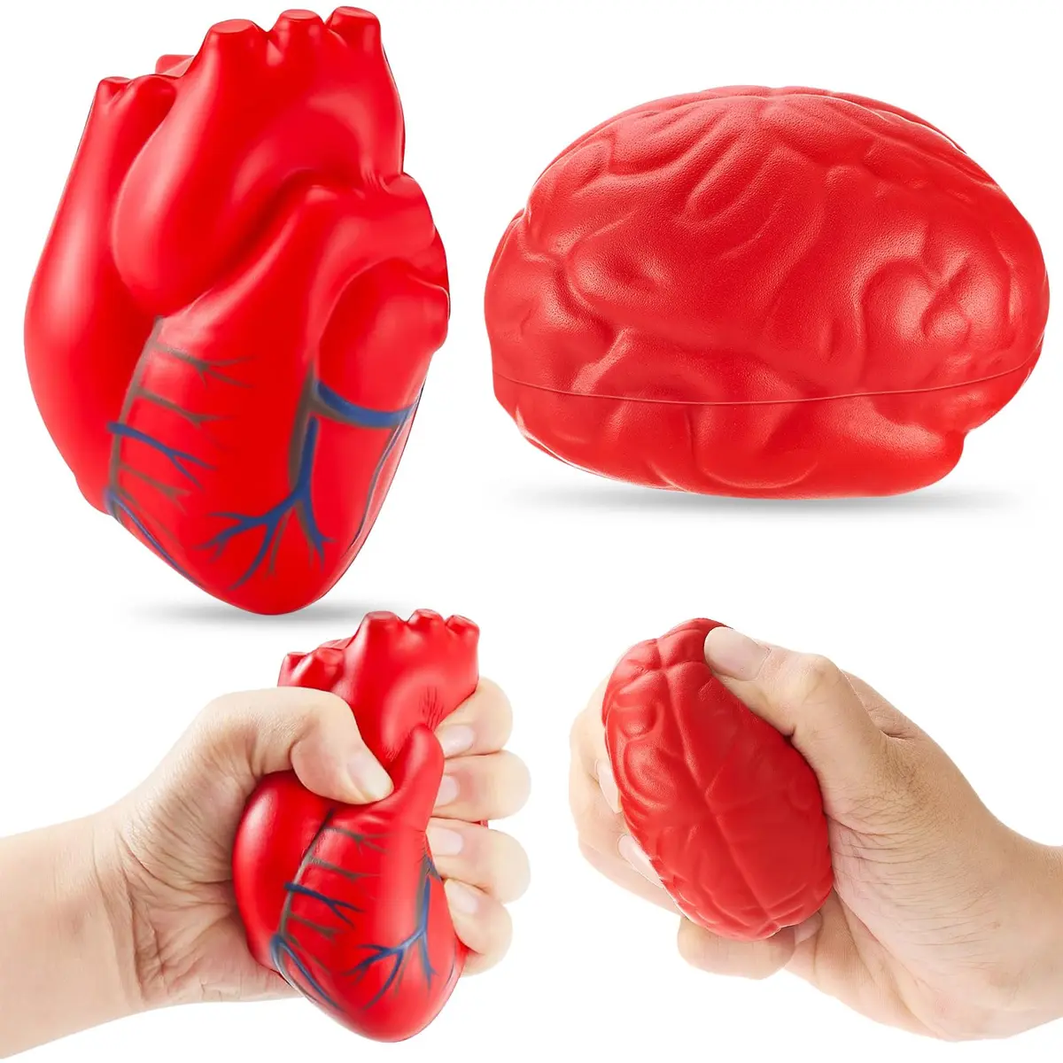 Hungdao Anatomy Heart Brain Stress Toy Set Foam Squeeze Balls 10.99cm (4.33in) x 7.70cm (3.03in) x 5.51cm (2.17in) | PU Foam - main product image