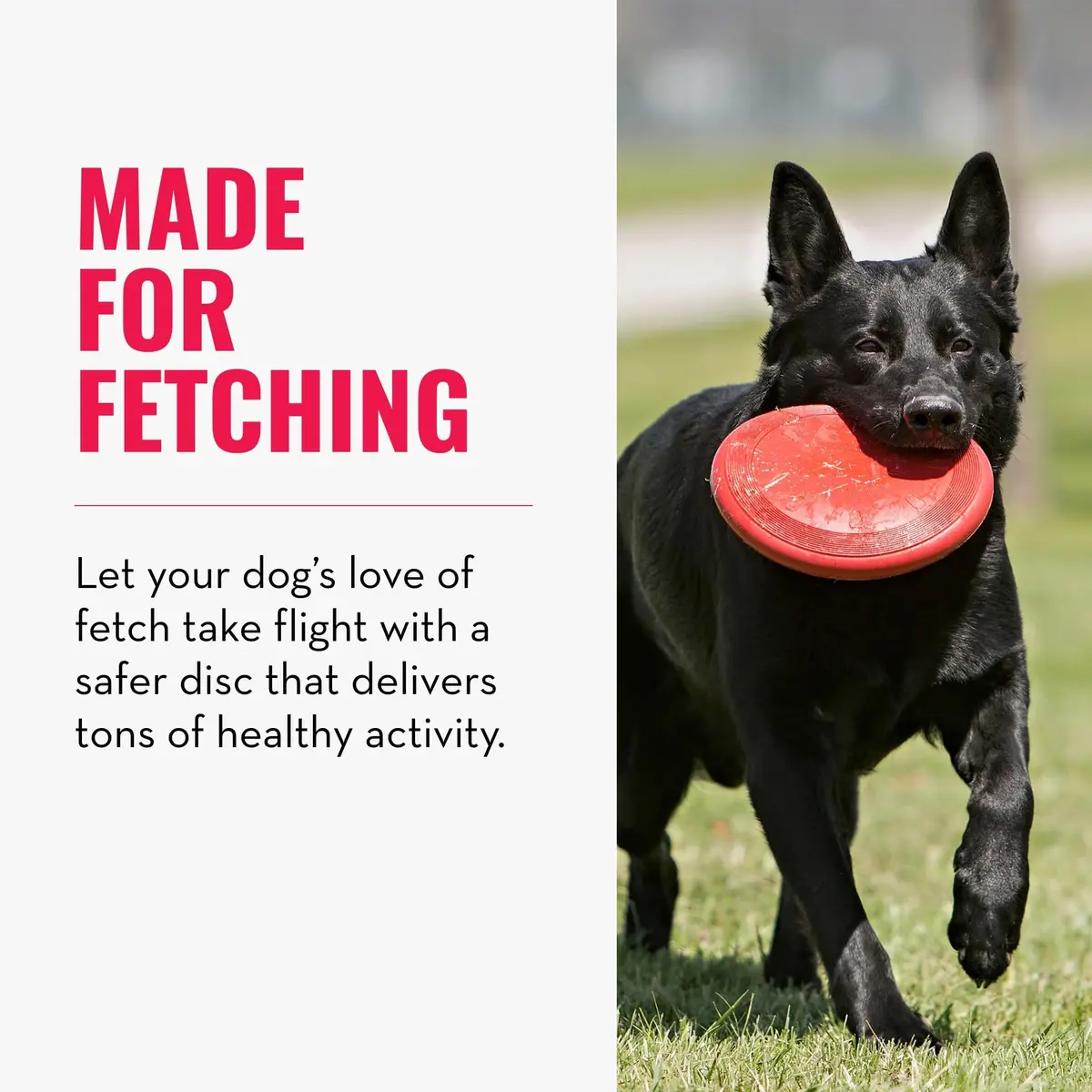 KONG Flyer Small Dog Flying Disc | Durable Natural Rubber Fetch Toy (Pack of 2) - view 2