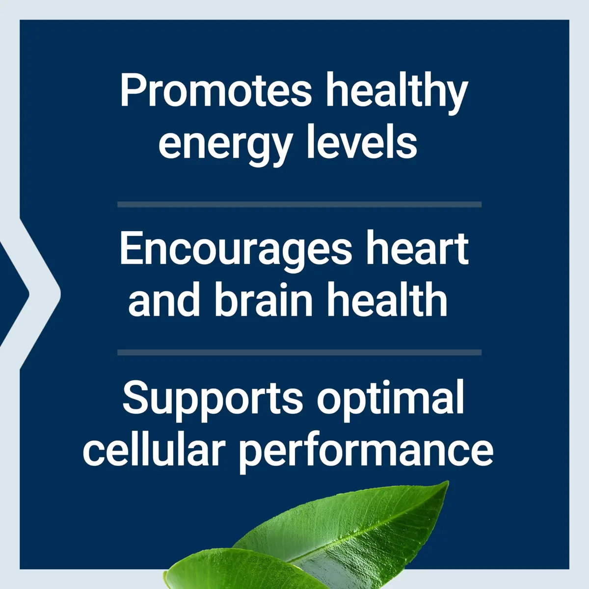 Life Extension L-Carnitine 500 mg Vegetarian Capsules | Supports Energy & Memory - view 3