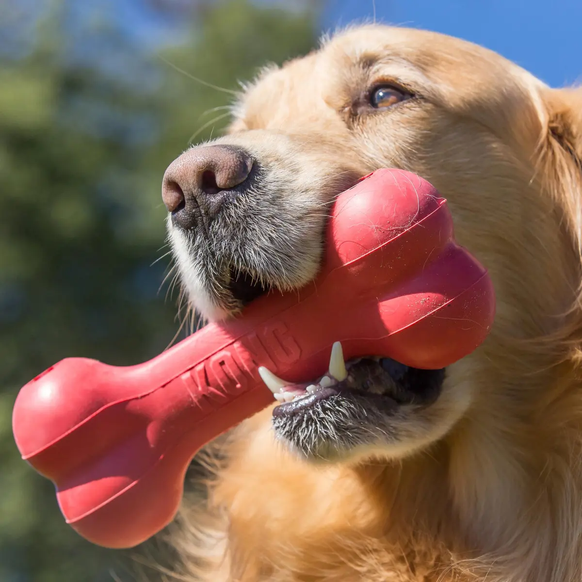 KONG Goodie Bone Natural Rubber Treat Toy for Extra Large Dogs | Durable Chew Toy for Aggressive Chewers - view 2