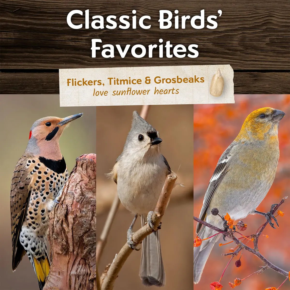Morning Song Sunflower Hearts & Chips Wild Bird Seed 10 lb | Shell-Free, High-Energy Bird Food - view 5