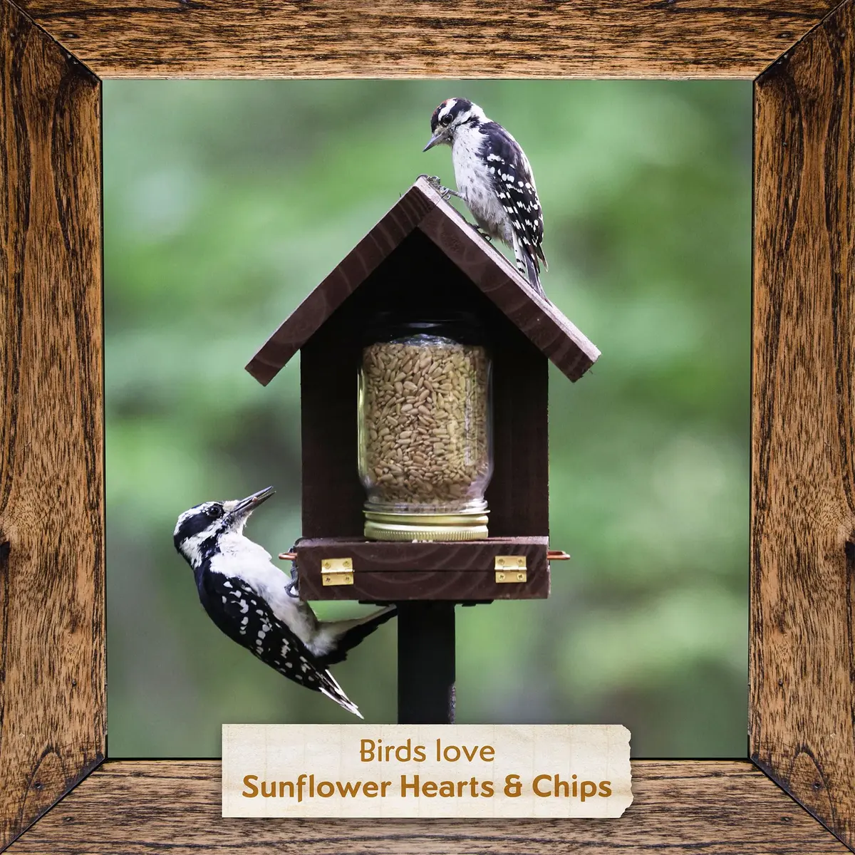 Morning Song Sunflower Hearts & Chips Wild Bird Seed 10 lb | Shell-Free, High-Energy Bird Food - view 6