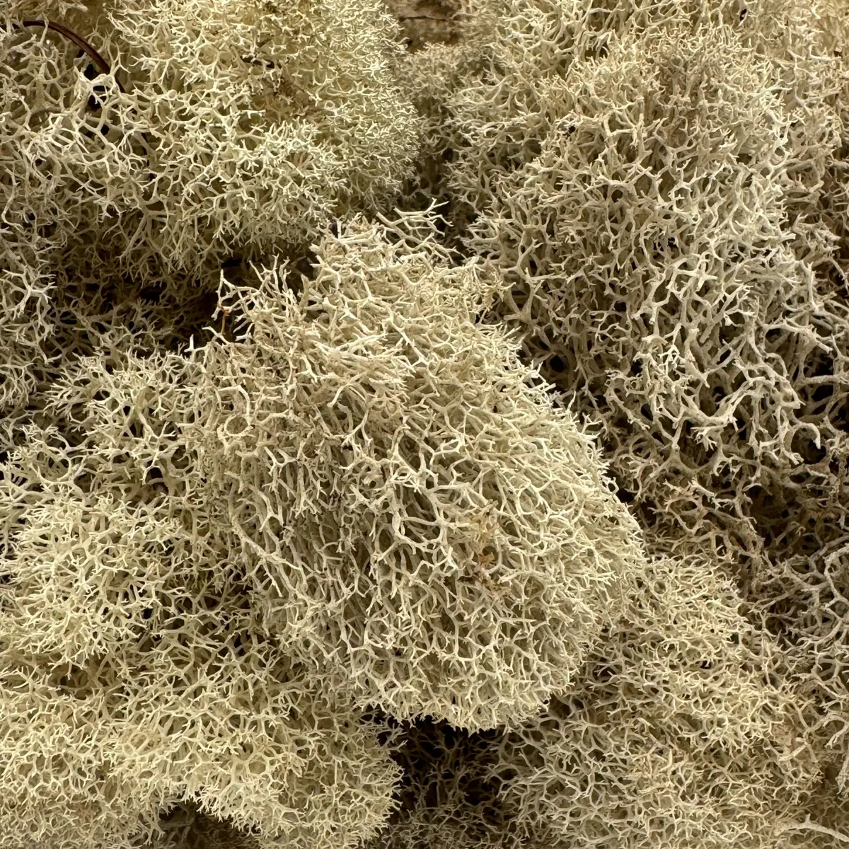 Quality Growers Natural Preserved Reindeer Moss for Crafts, Home Decor, Art, Design & DIY Projects (Medium 1-Pack, 10-12 sq. ft. Coverage) - view 2
