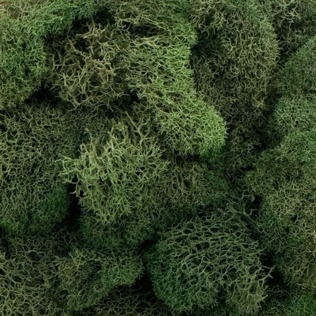 Quality Growers Reindeer Moss Bulk | Preserved Moss for Crafts & Decor, 12 sq. ft - view 2