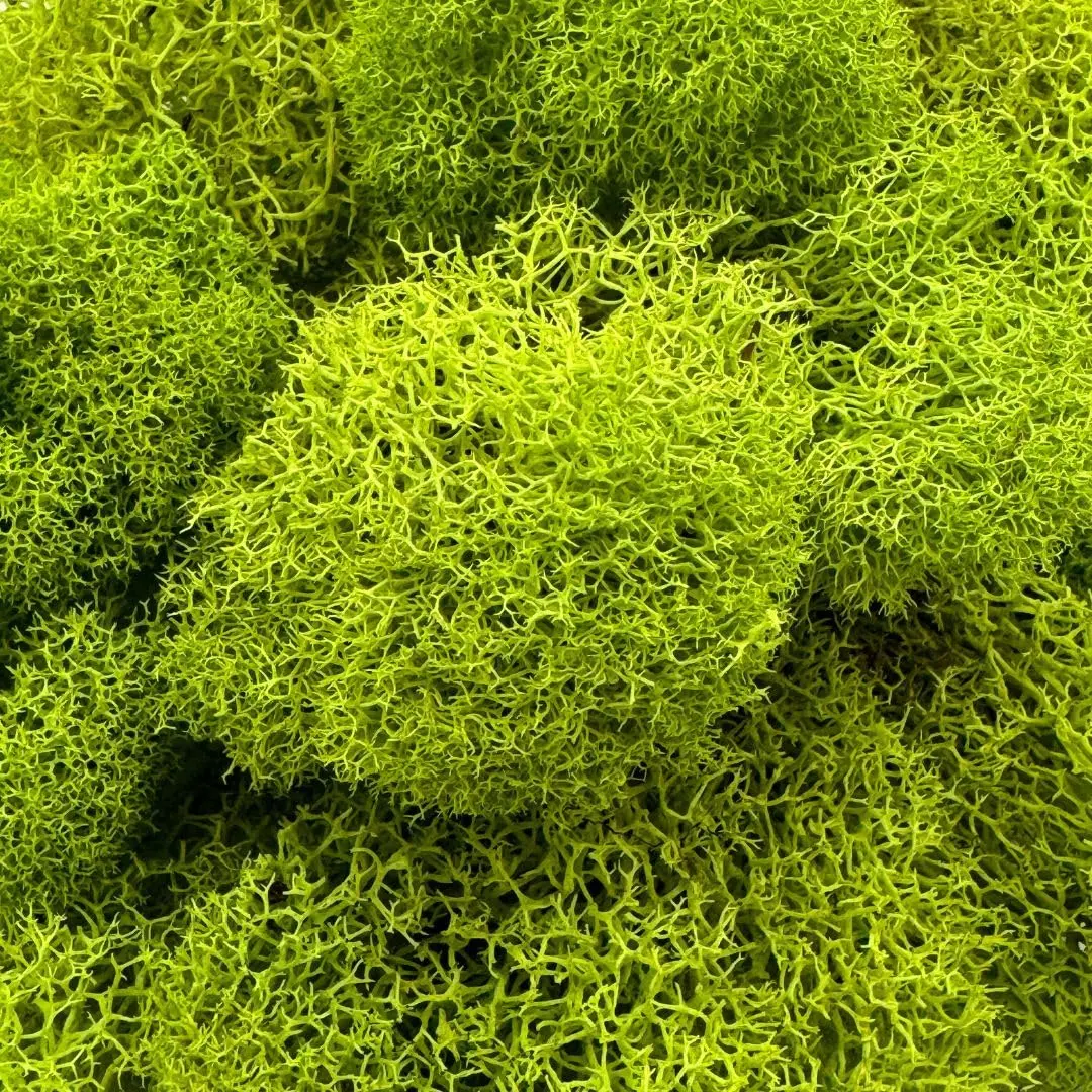 Quality Growers Preserved Reindeer Moss Bulk, Chartreuse, 12" Box | Natural Decorative Crafting Material - view 2