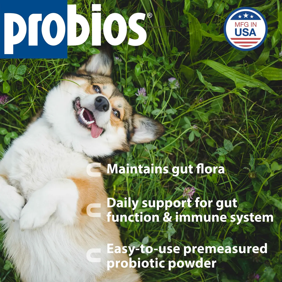 Probios Intelliflora Dog Probiotic Powder 30 Sachets | Shelf-Stable, 200 Million CFU/g, Supports Digestion & Immunity - view 2