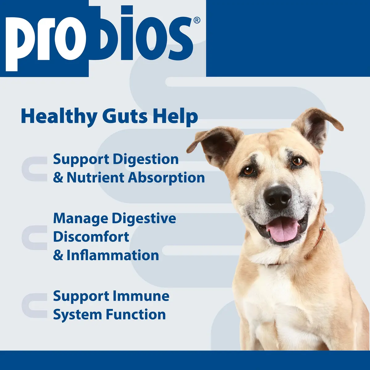 Probios Intelliflora Dog Probiotic Powder 30 Sachets | Shelf-Stable, 200 Million CFU/g, Supports Digestion & Immunity - view 3