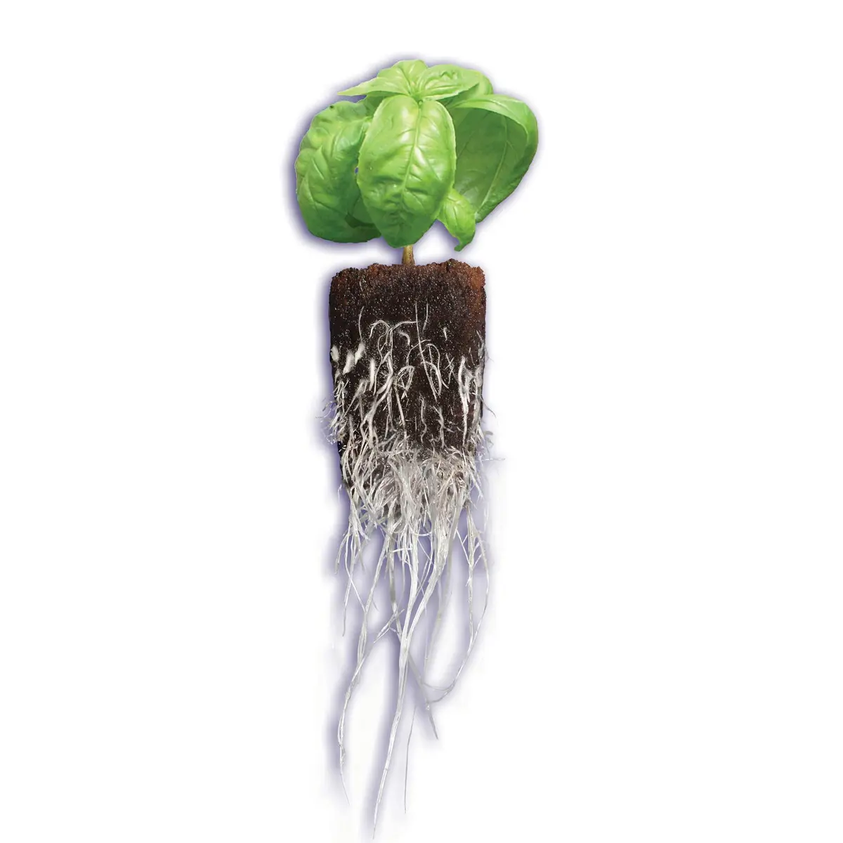 General Hydroponics GH3253 Rapid Rooter Replacement Plugs 50 Count | Explosive Root Growth Support - view 5
