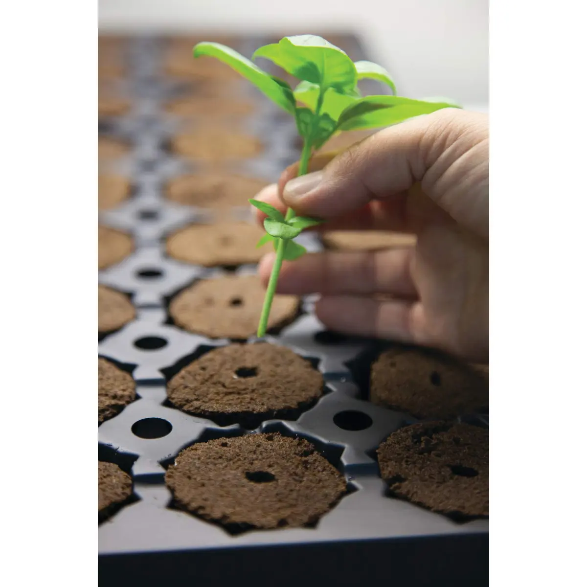 General Hydroponics GH3253 Rapid Rooter Replacement Plugs 50 Count | Explosive Root Growth Support - view 4