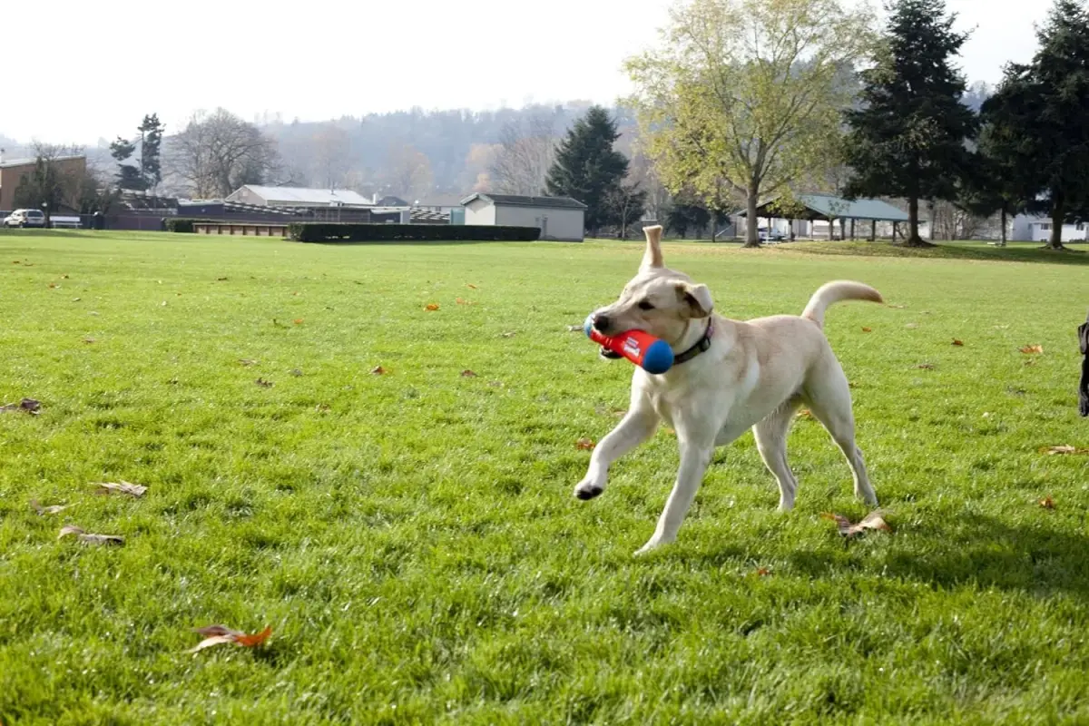 Chuckit! Amphibious Tumble Bumper Dog Toy Large (Pack of 12) | Floats High, Bounces Randomly - view 5