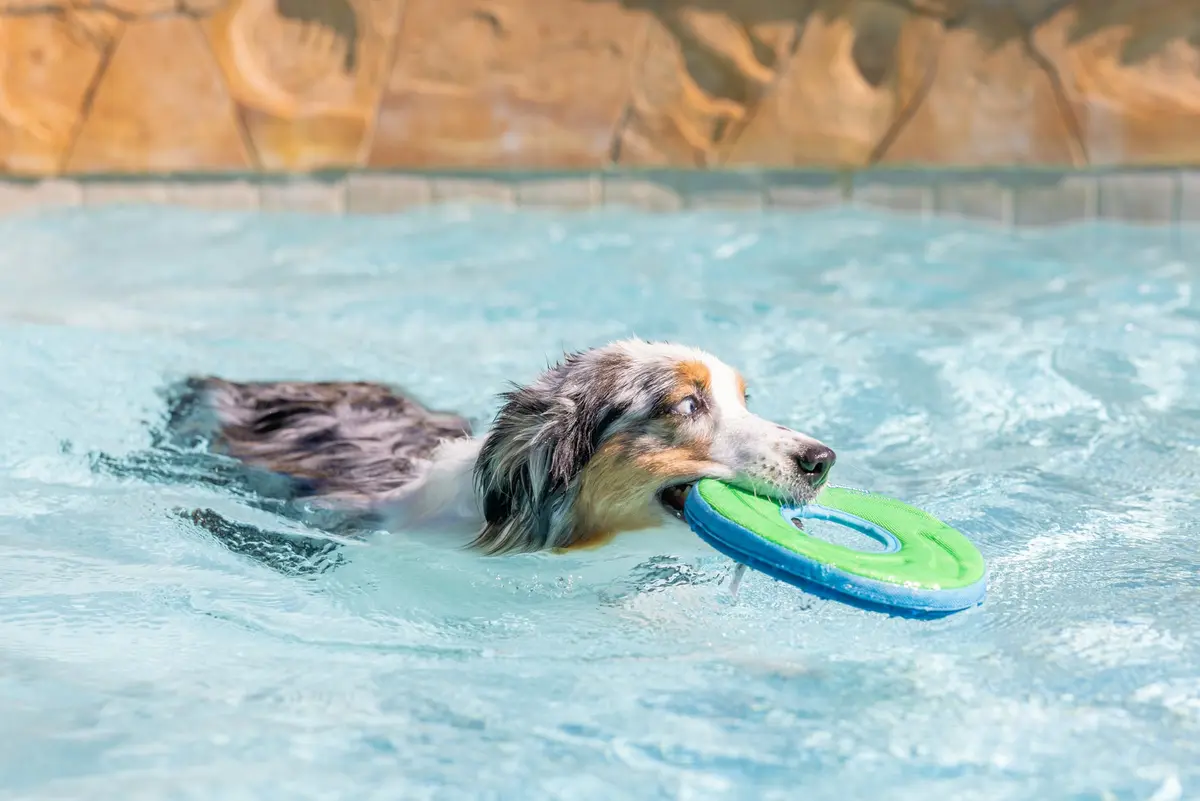 Chuckit! Amphibious ZipFlight Floating and Flying Disc Dog Toy, Medium (8.5") 12-Pack | Floats & Flies for Long-Distance Fetch - view 7