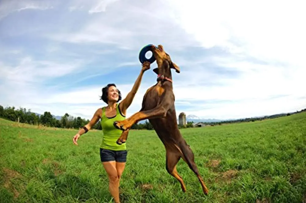 Chuckit! Amphibious ZipFlight Floating and Flying Disc Dog Toy, Medium (8.5") 12-Pack | Floats & Flies for Long-Distance Fetch - view 8