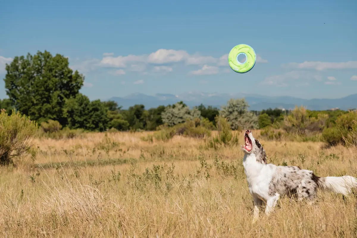 Chuckit! Amphibious ZipFlight Floating and Flying Disc Dog Toy, Medium (8.5") 12-Pack | Floats & Flies for Long-Distance Fetch - view 9