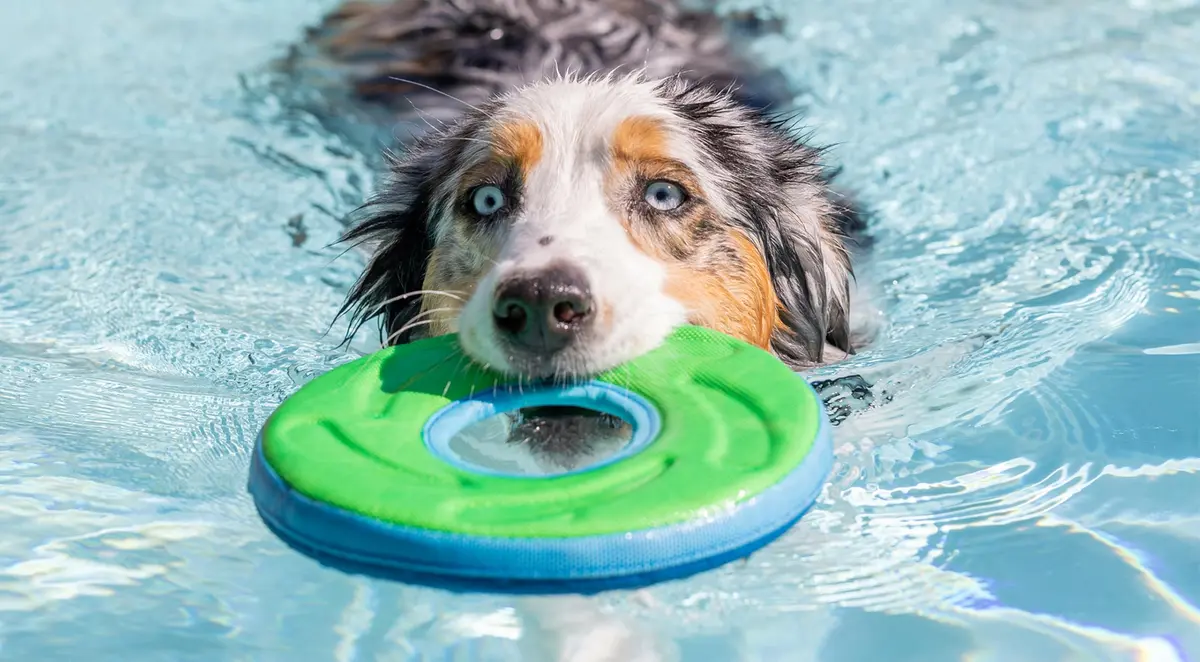 Chuckit! Amphibious ZipFlight Floating and Flying Disc Dog Toy, Medium (8.5") 12-Pack | Floats & Flies for Long-Distance Fetch - view 10