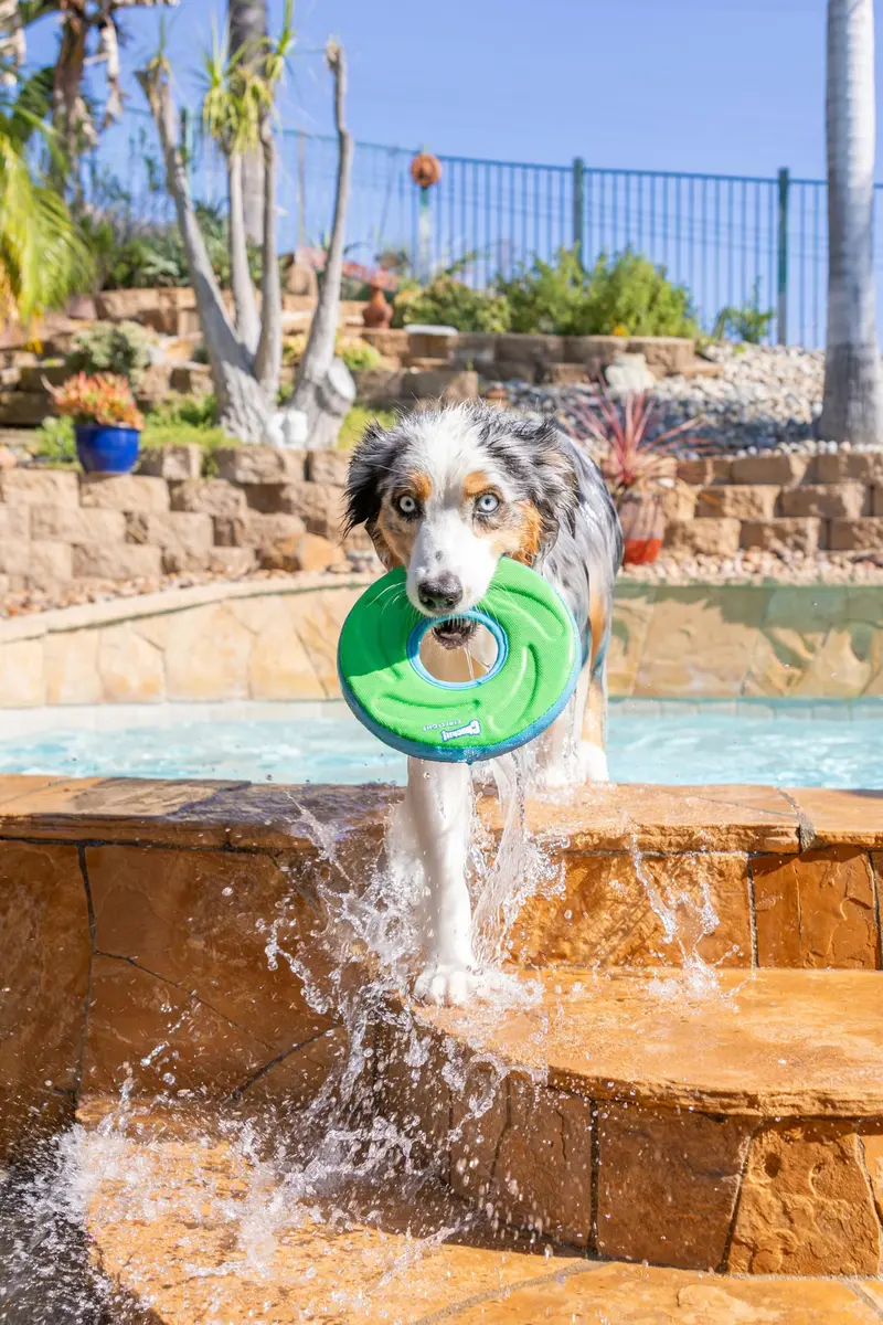 Chuckit! Amphibious ZipFlight Floating and Flying Disc Dog Toy, Medium (8.5") 12-Pack | Floats & Flies for Long-Distance Fetch - view 2