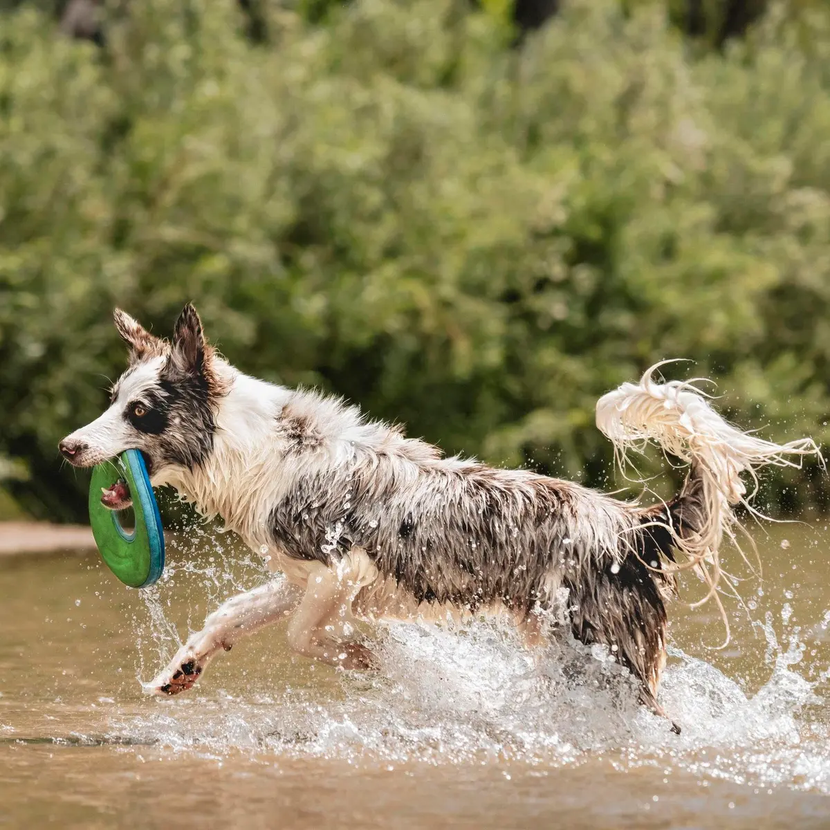 Chuckit! Amphibious ZipFlight Floating and Flying Disc Dog Toy, Medium (8.5") 12-Pack | Floats & Flies for Long-Distance Fetch - view 4