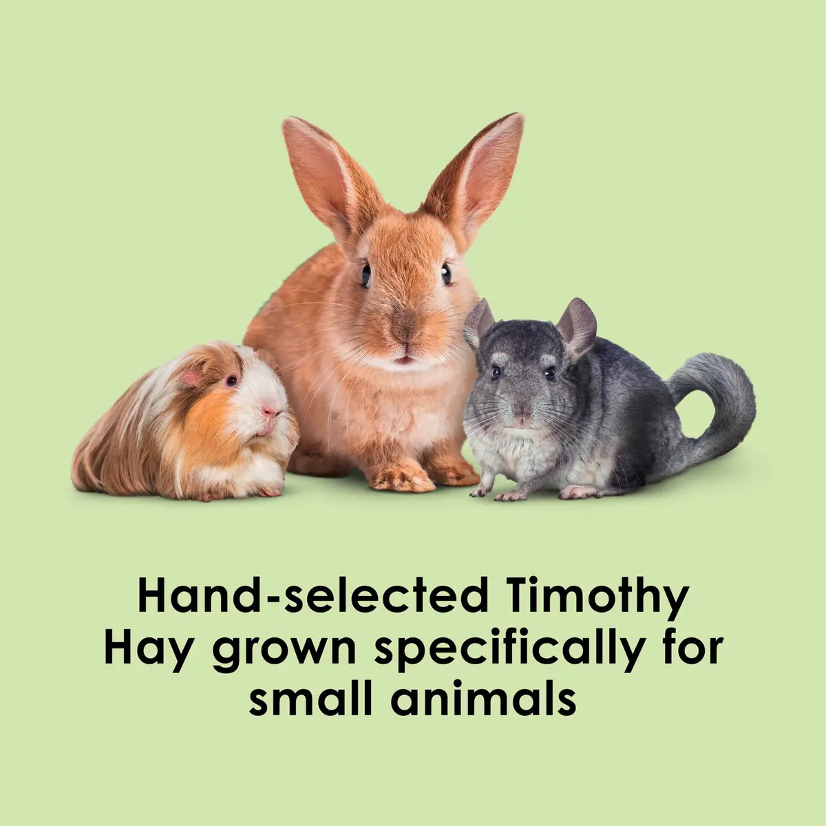 Kaytee Timothy Hay for Rabbits, Guinea Pigs, Chinchillas, Gerbils, Hamsters - 24 lb (10.89 kg) | Supports Digestive Health - view 2
