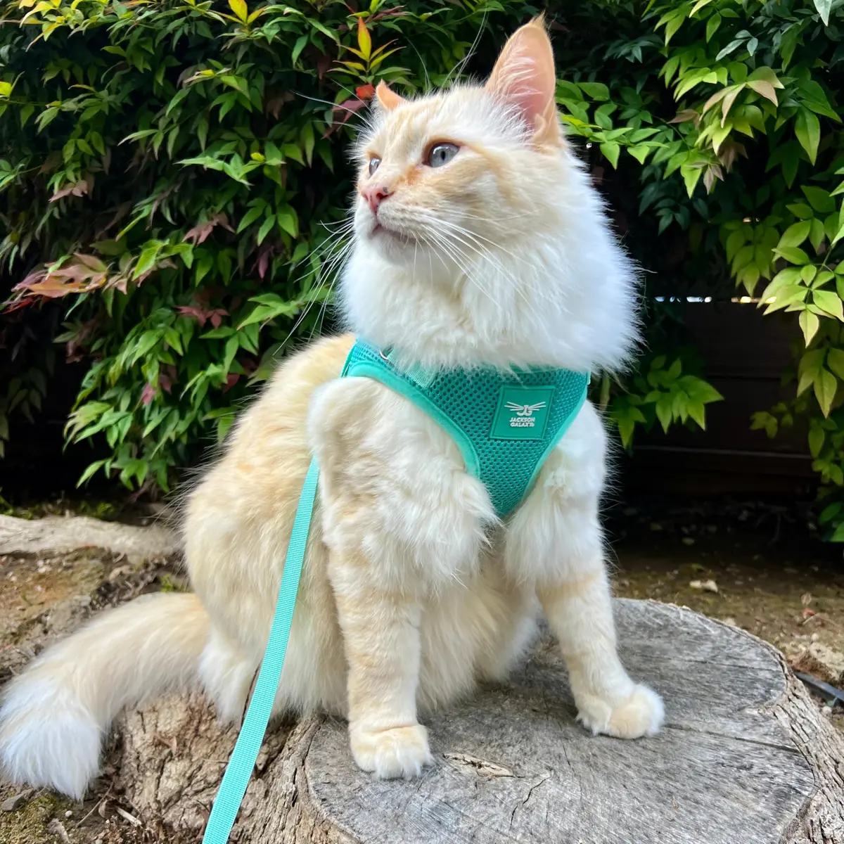 Your Cat Backpack Travel Cat Harness and Leash Set - Adjustable Mesh Fit for Outdoor Cats (Large) - view 8
