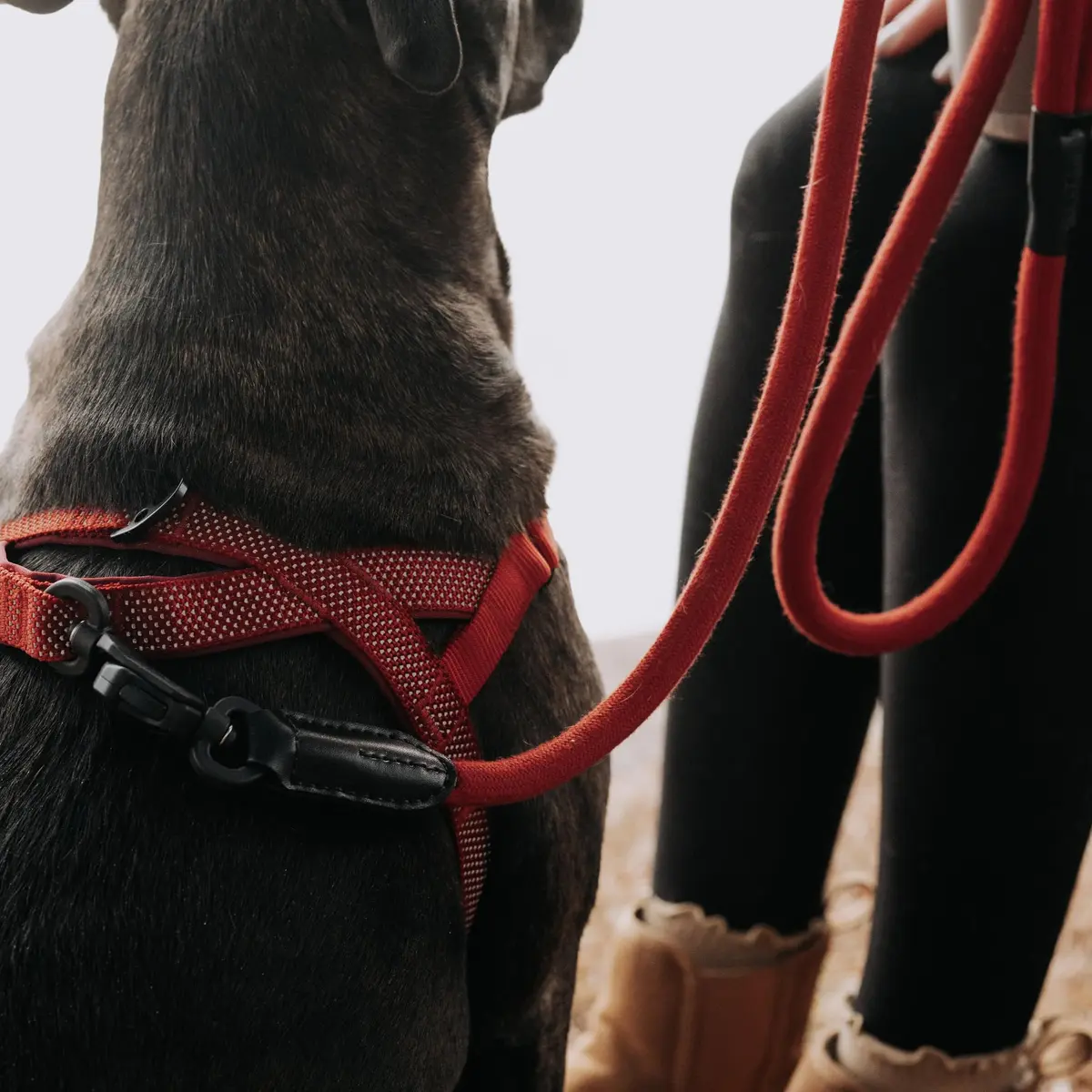 HOOZA Magnetic Rope Leash - Red, Medium | Quick Clip Magnetic Dog Leash with Heavy-Duty Rope - view 6