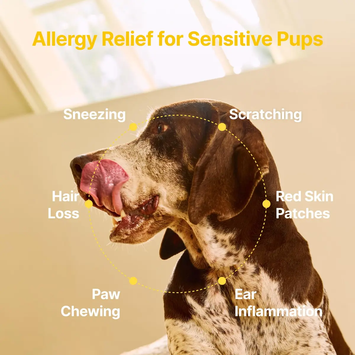 PENPEN Dog Allergy Relief Chews, Peanut Butter Flavor, 50ct | Supports Skin & Immune Health for Dogs - view 6