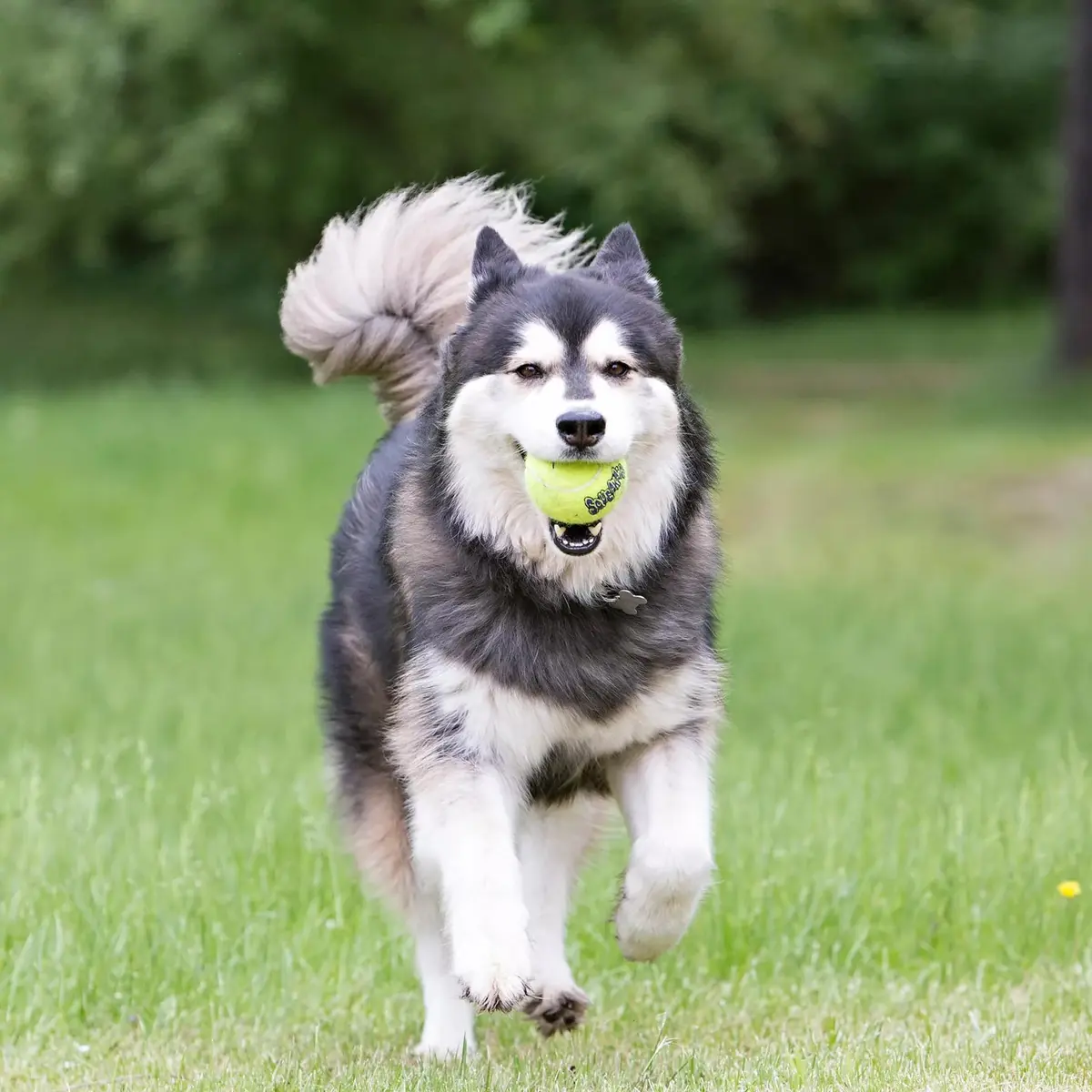 KONG Squeakair Balls (6 Pack) - Medium Dog Toy Premium Squeak Tennis Balls, Gentle on Teeth | Fetch Toy - view 6