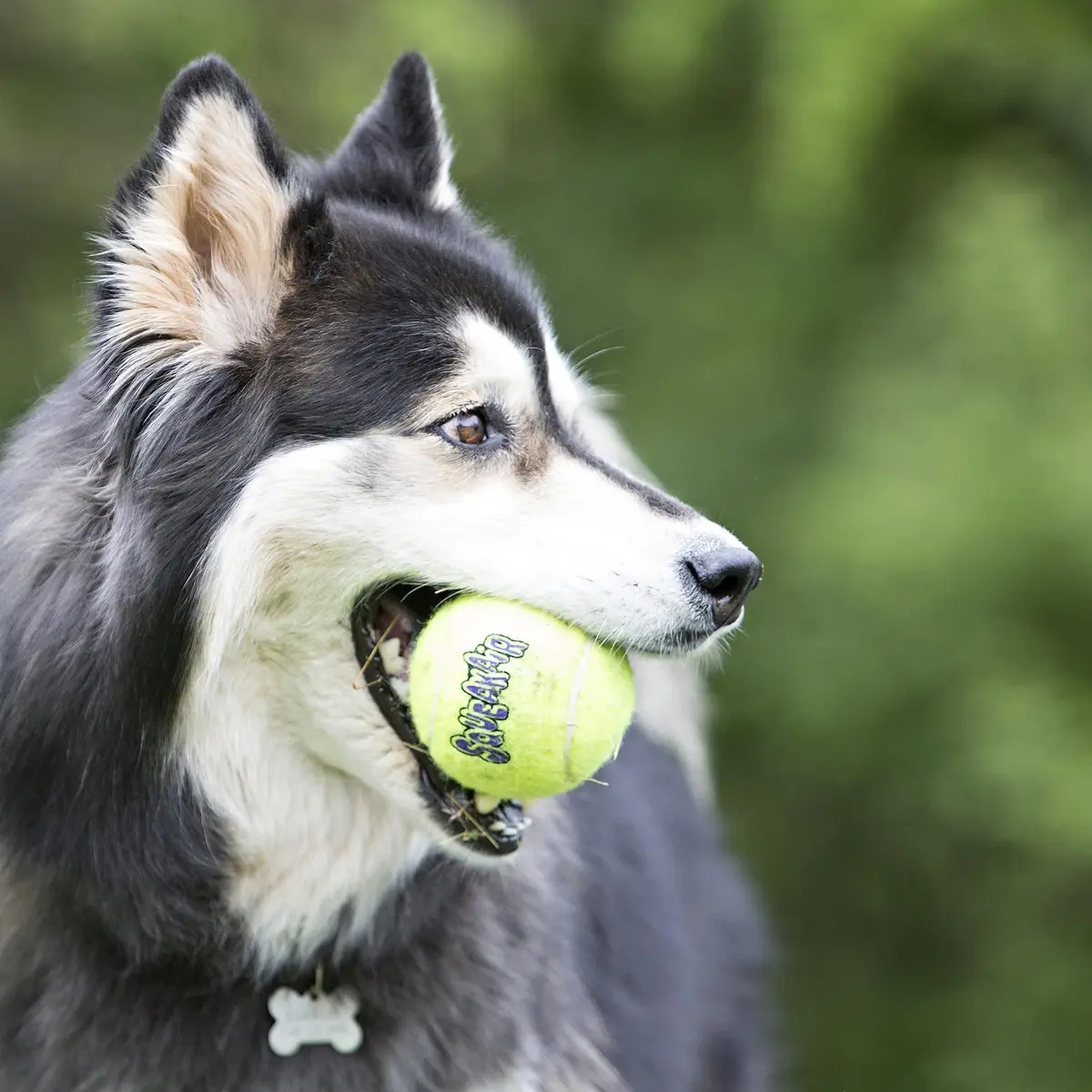 KONG Squeakair Balls (6 Pack) - Medium Dog Toy Premium Squeak Tennis Balls, Gentle on Teeth | Fetch Toy - view 2