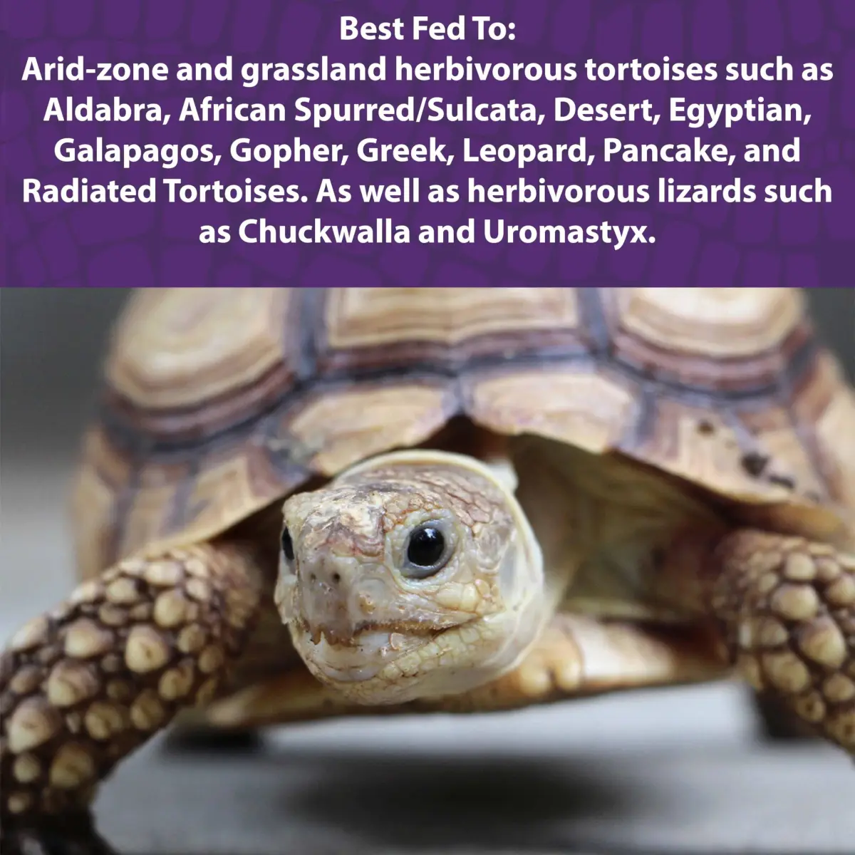 Mazuri Low Starch Tortoise Diet, Timothy Hay Flavor, 24 oz (Pack of 2) | High Fiber, Low Starch, Probiotic Fortified - view 2