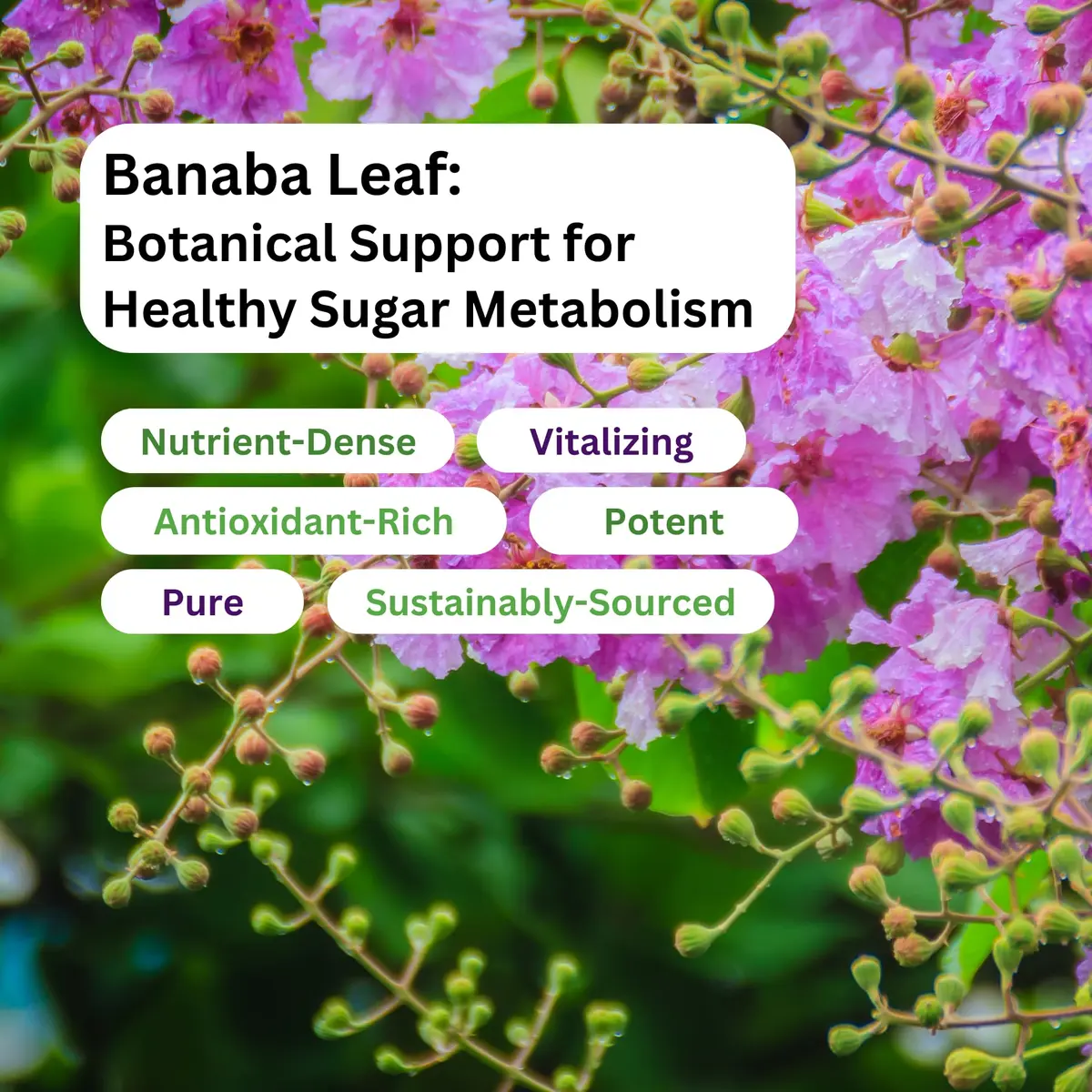 Paradise Herbs Banaba Leaf 12:1 Extract 250 mg | Vegan, Gluten-Free, Non-GMO Capsules - view 5
