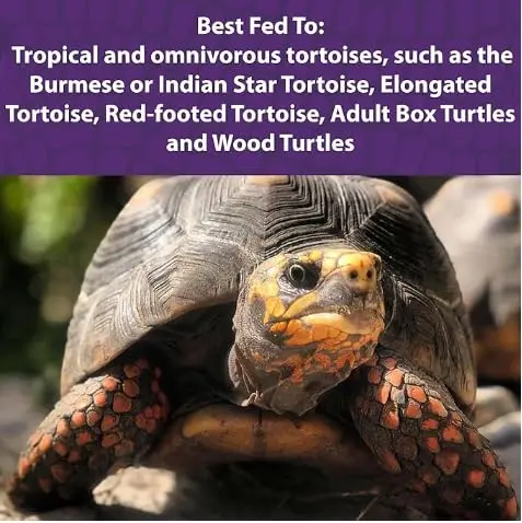 Mazuri Tortoise Diet 20 Ounce (20 OZ) Bag (Pack of 2) | Complete Nutrition for Tropical & Forest Tortoises - view 3