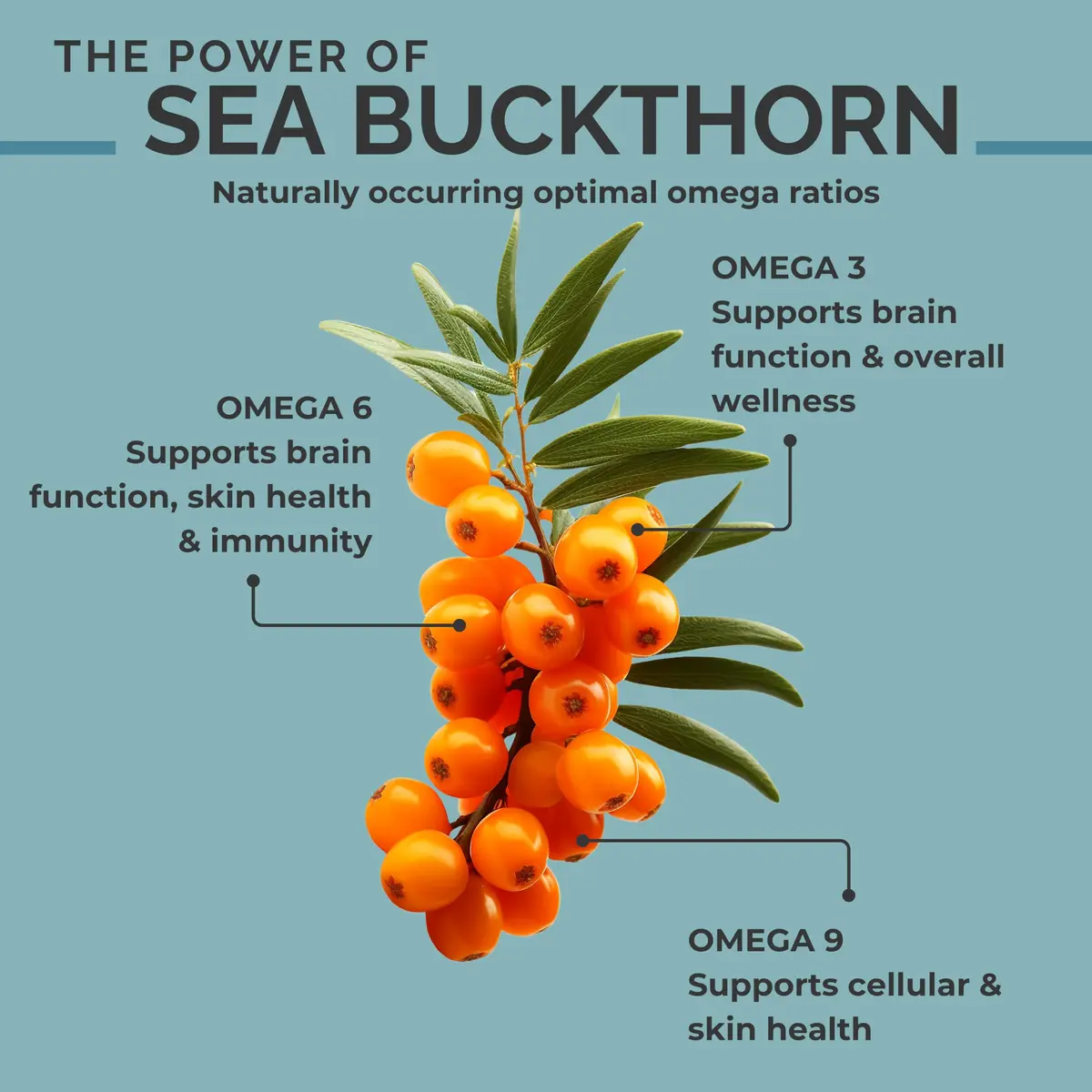 SeabuckWonders Organic Sea Buckthorn Seed Oil 60 Softgels | Omega 3, 6 & 9 Support for Skin & Hair - view 3