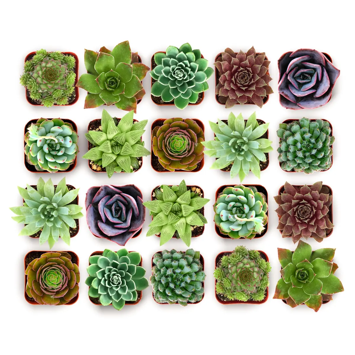 Shop Succulents Echeveria & Rosette Live Succulent Variety Pack – Fully Rooted 2" Potted Plants for Gifts, Favors, DIY Projects, Terrariums, Home Décor, and Garden Arrangements, 32 Pack - main product image