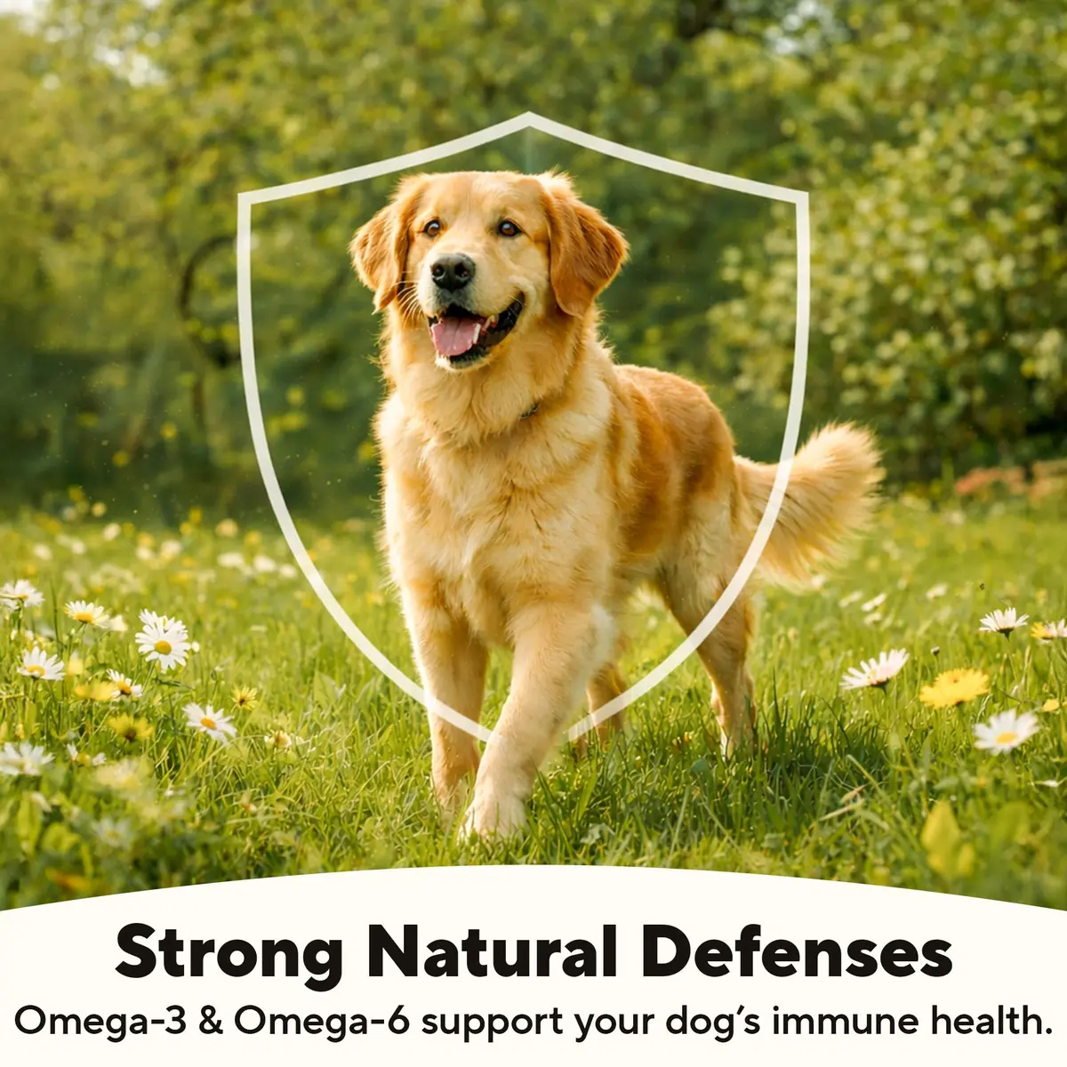Dave's Pet Food Wet Canned Dog Food, Chunky Chicken Stew in Gravy, 13.2oz | Supports digestion & immune health - view 5