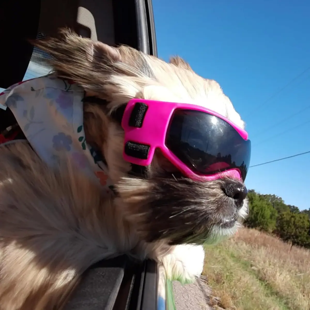 PETLESO Pink Dog Goggles for Small Breeds & Cats | 3.74 in Length, 1.38 in Width - view 7