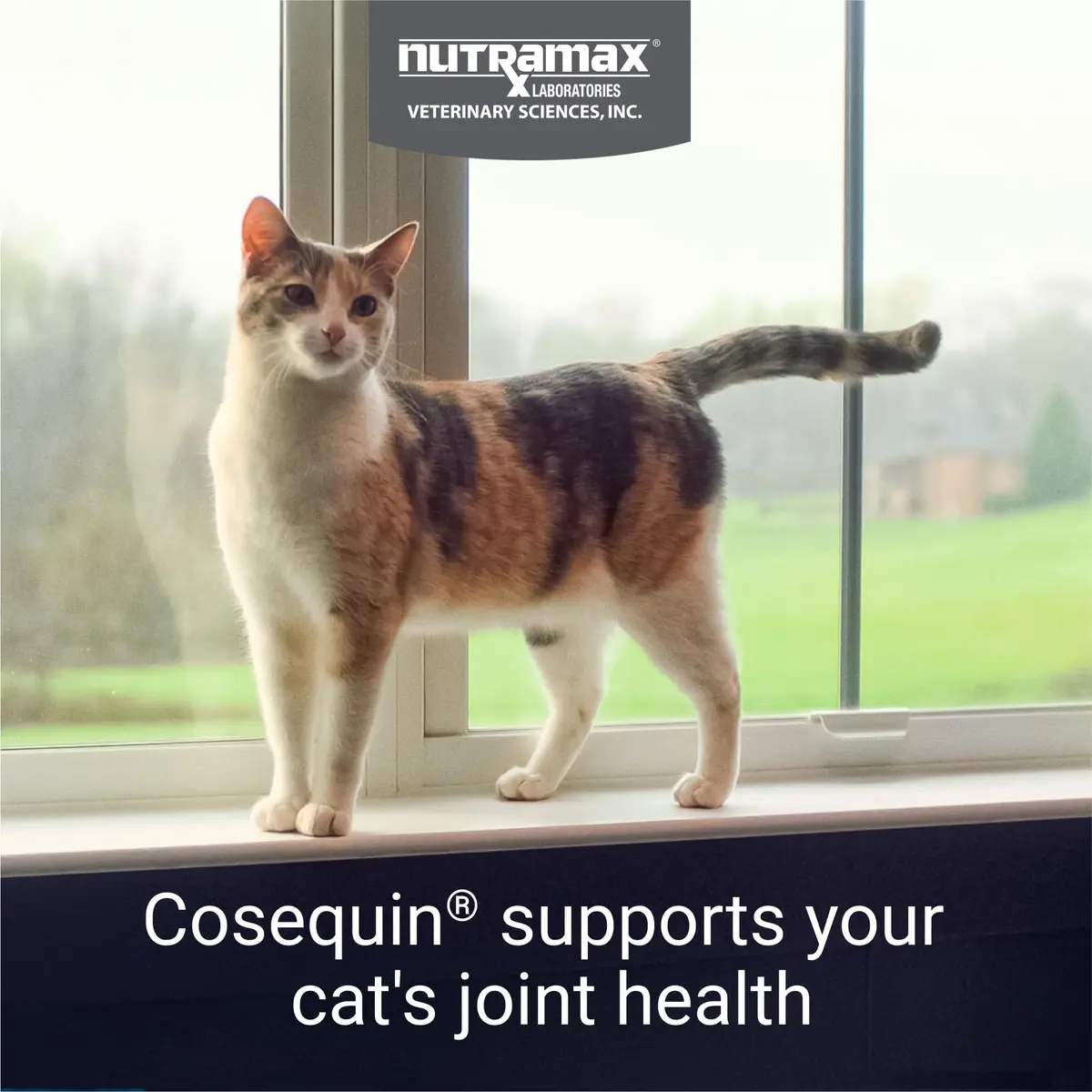 Nutramax Cosequin for Cats Joint Support Capsules 60 Count | Supports Healthy Joints with Glucosamine & Boswellia - view 2