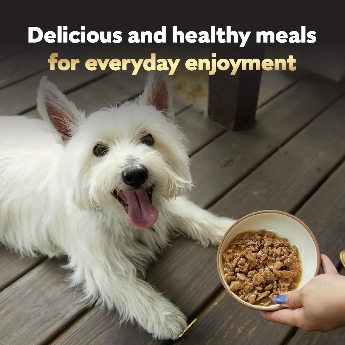 Cesar Filets in Gravy Wet Dog Food, Steak Mix Variety, 24 count, 2 pack | Made in USA with real meat, easy digestible, complete for adult dogs - view 9