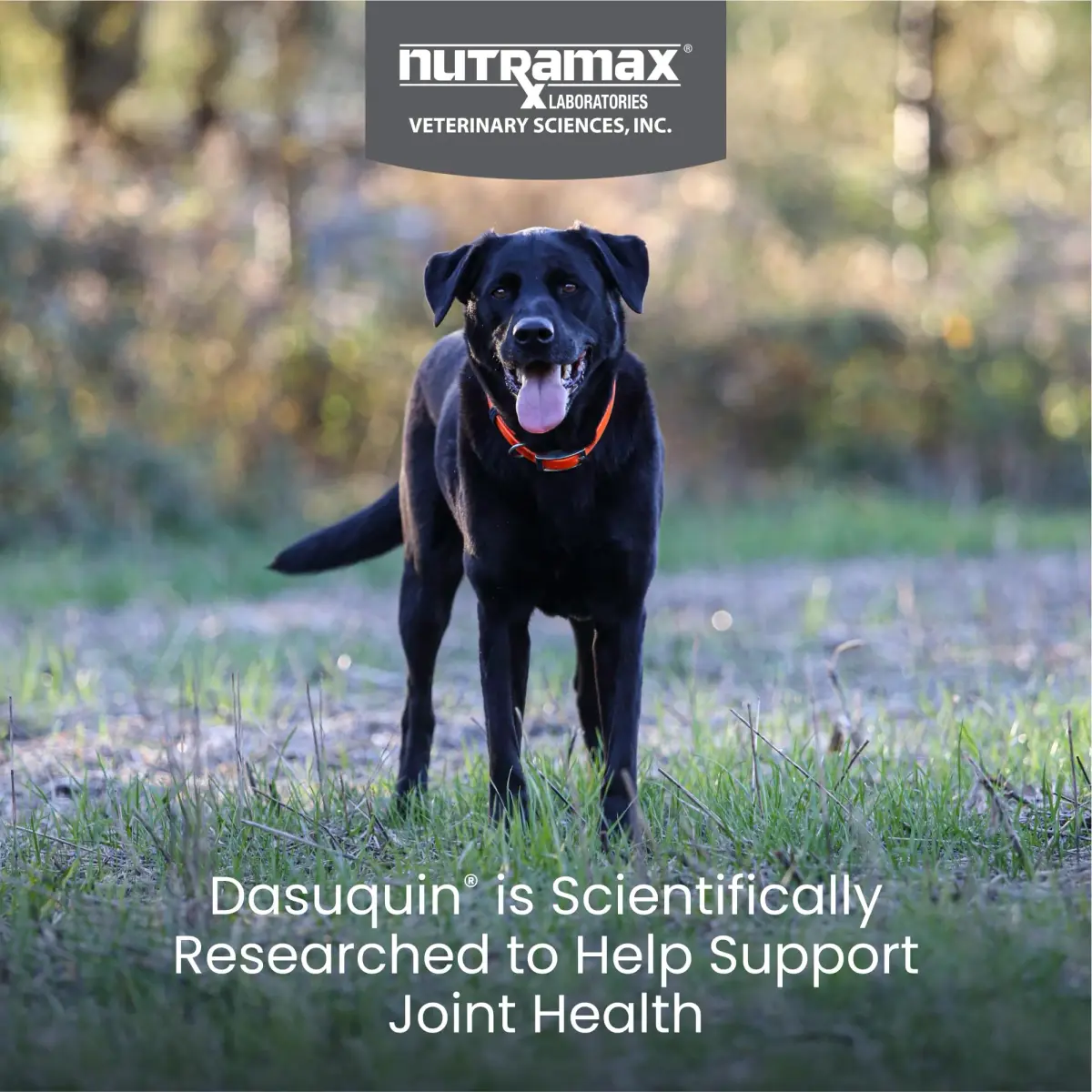Nutramax Dasuquin for Large Dogs, Joint Health Supplement, Glucosamine, Chondroitin, ASU, 300 Chewable Tablets | Vet Recommended for Large Breed Dogs - view 2