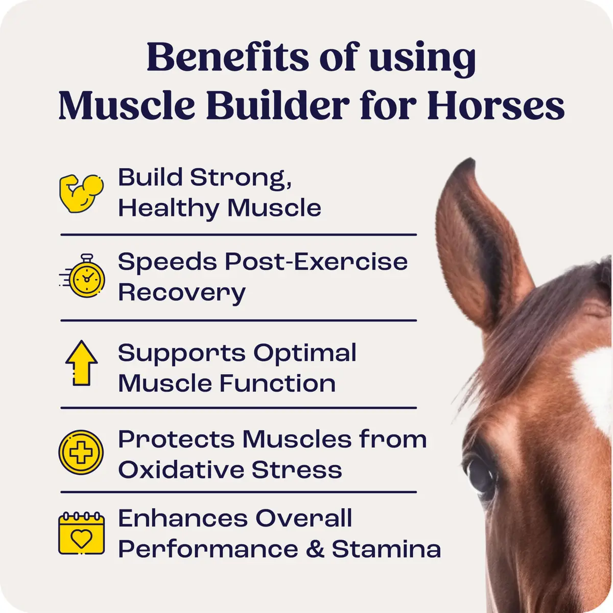 Summit Animal Health Muscle Builder Powder for Horses 90 Day Supply | Amino Acids & Vitamins Support Recovery - view 7