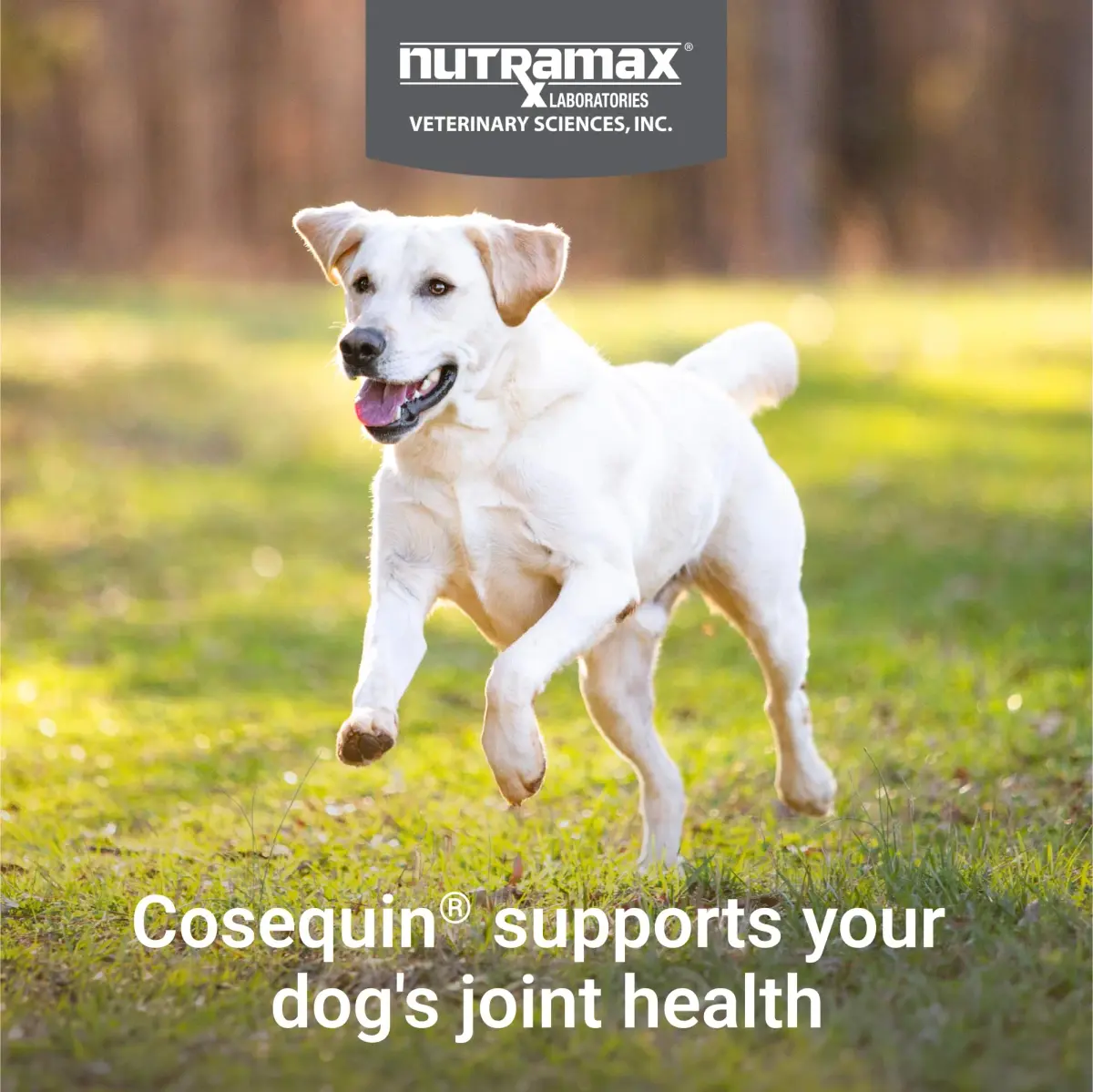 Nutramax Cosequin Dog Joint Health Supplement Tablets, 264 Count (132 Count Pack of 2) | Glucosamine, Chondroitin, MSM for All Breeds - view 3