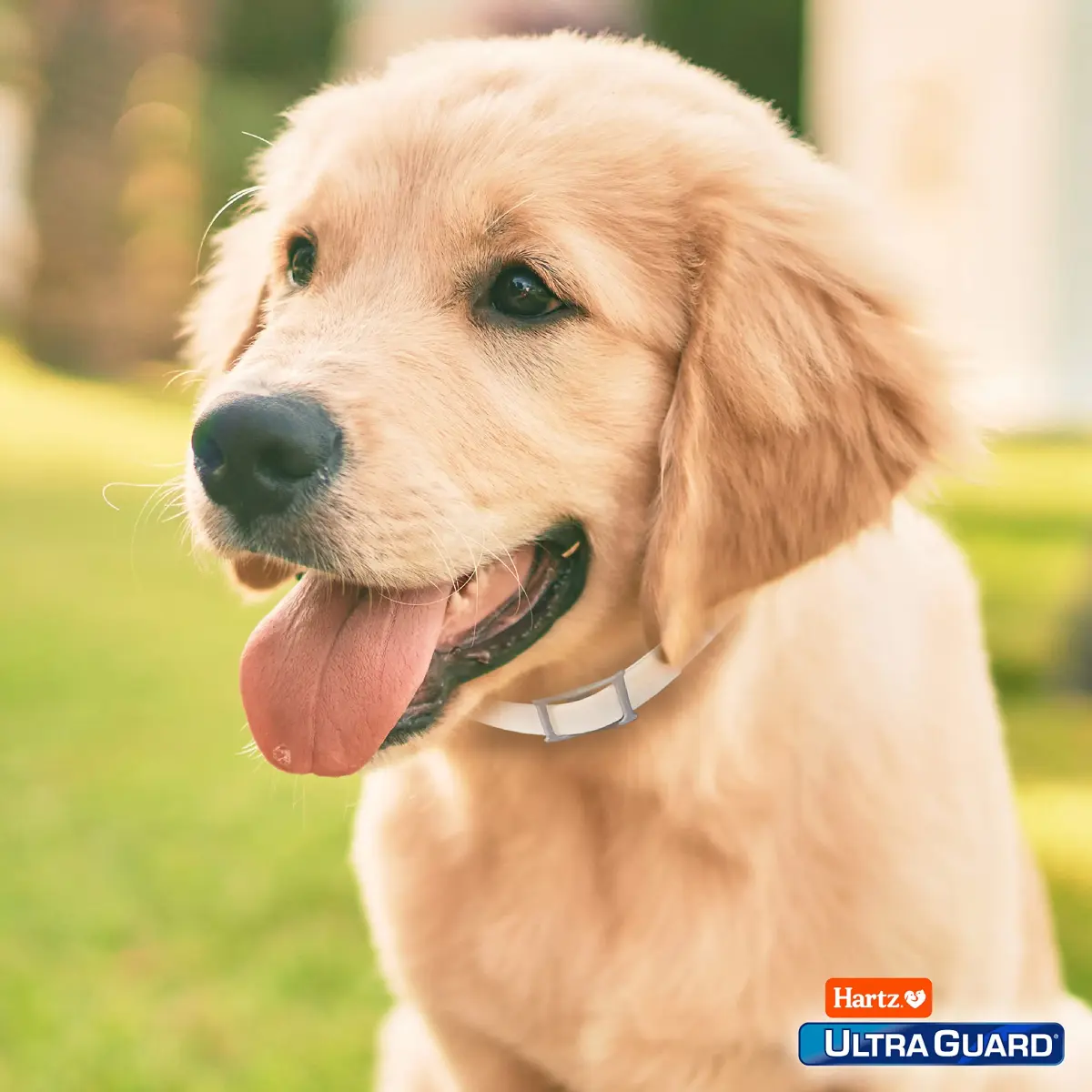 Hartz UltraGuard Flea & Tick Collar for Dogs & Puppies, 7-Month Protection, White, Up to 20 Inch Neck (3-Pack) - view 7