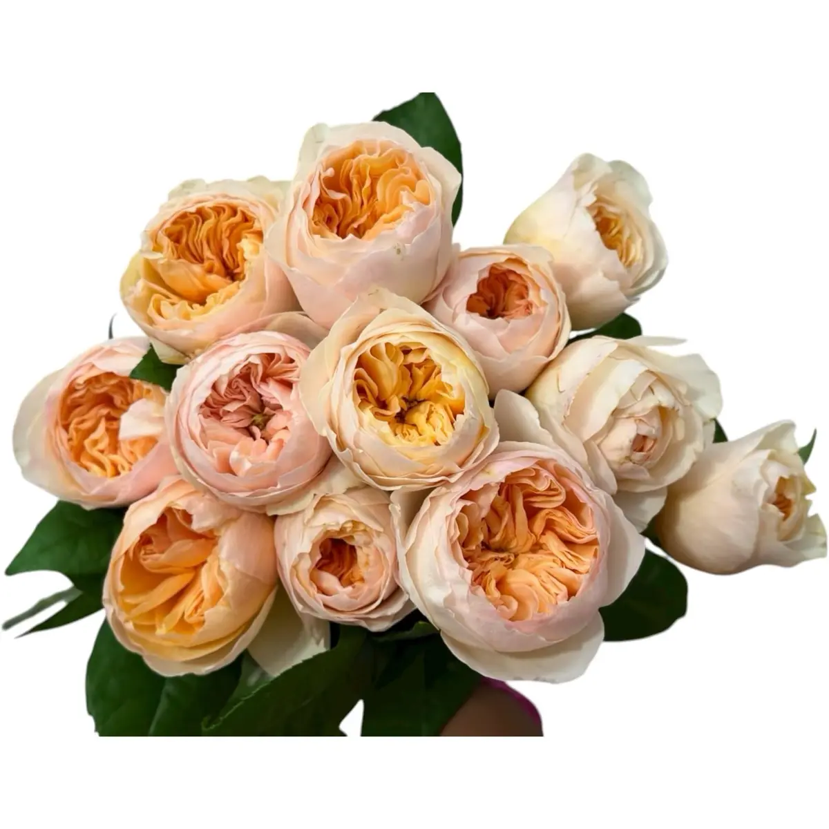 Cassiolina Fresh Cut Juliet Garden Roses Bouquet 24 | Peach Orange Large Blooms - main product image