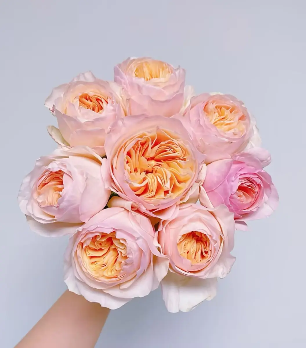 Cassiolina Fresh Cut Juliet Garden Roses Bouquet 24 | Peach Orange Large Blooms - view 5