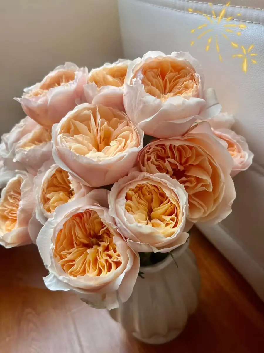 Cassiolina Fresh Cut Juliet Garden Roses Bouquet 24 | Peach Orange Large Blooms - view 6