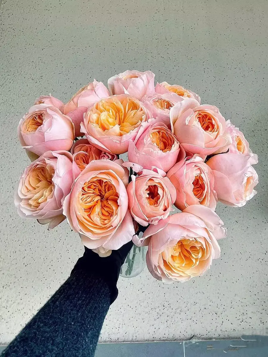 Cassiolina Fresh Cut Juliet Garden Roses Bouquet 24 | Peach Orange Large Blooms - view 8