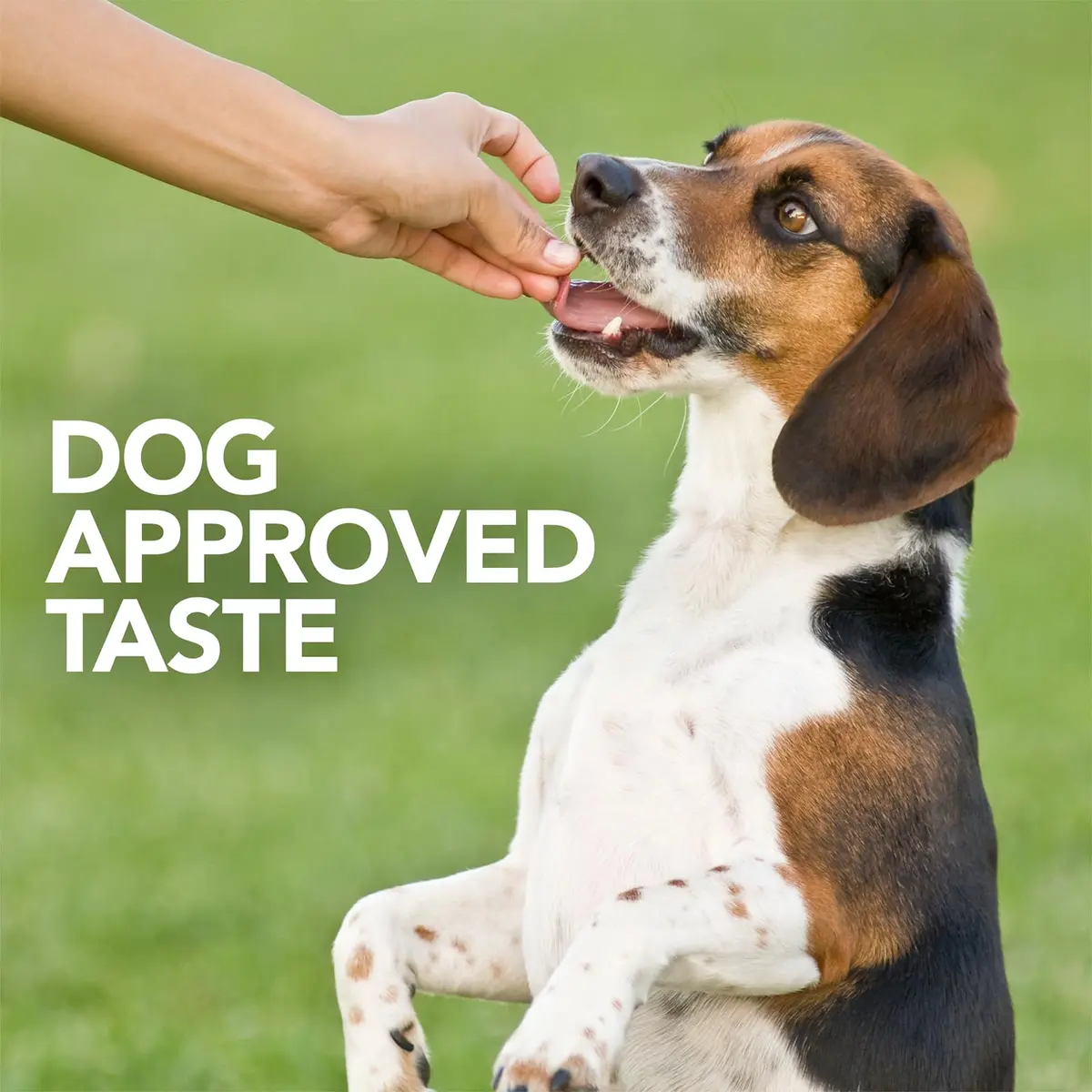 Vet’s Best Probiotic Soft Chews for Dogs 180 Count | Supports Digestive & Immune Health - view 6