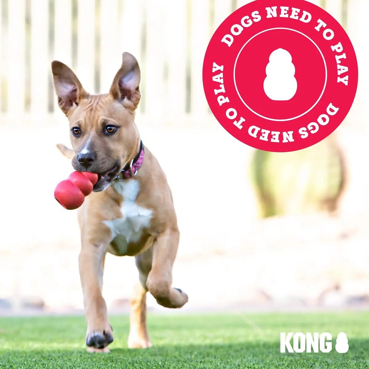 KONG Goodie Bone Classic Durable Natural Rubber Dog Bone 2-Pack | Supports Mental Engagement & Treat Dispensing - view 6